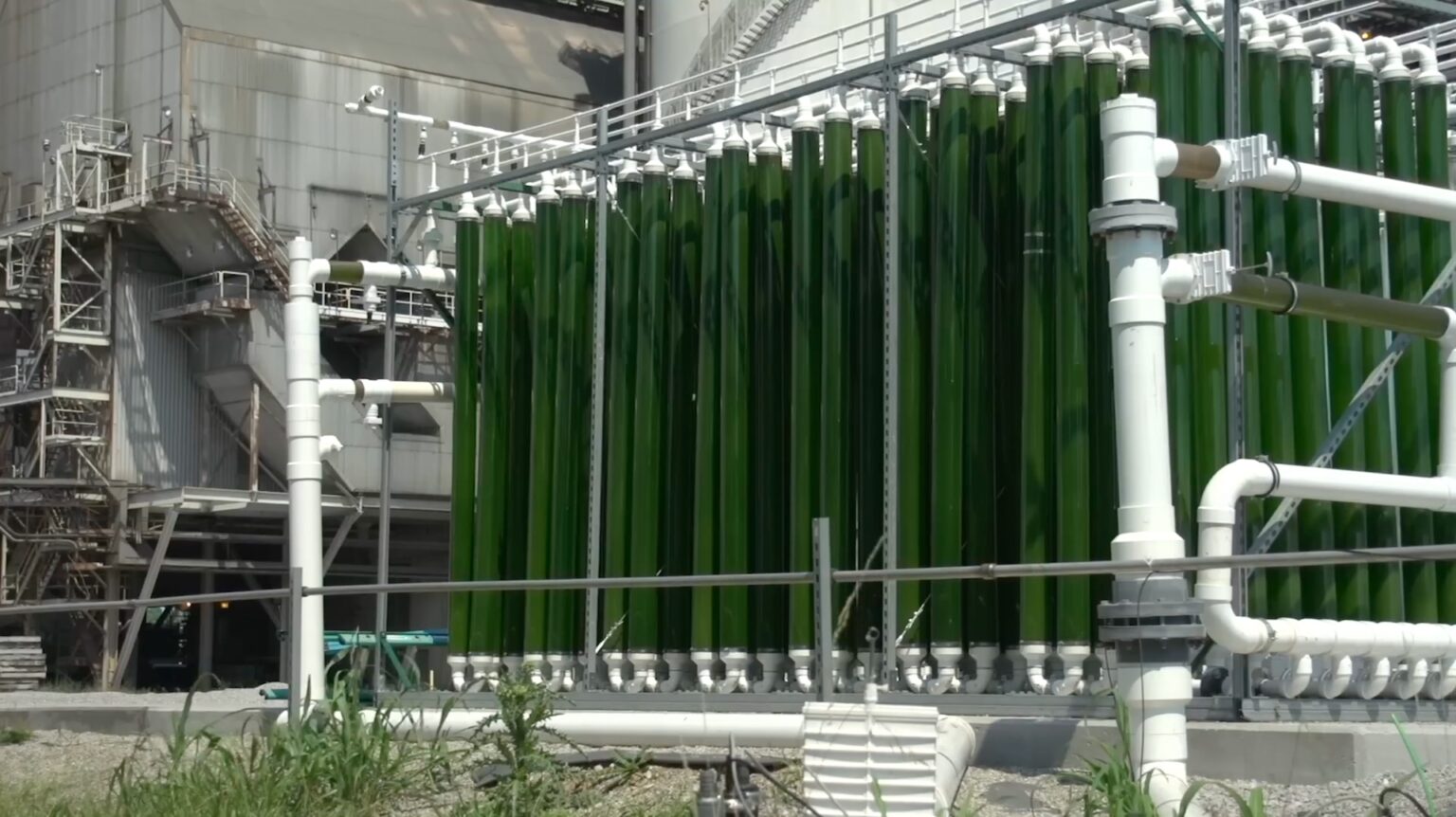 Square Eyes - Green grey black brown - still 2