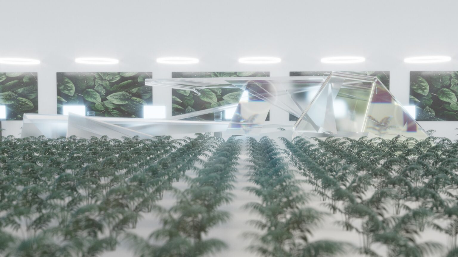 Square Eyes - Display nature - still 3